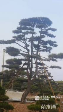 高度450厘米黑松