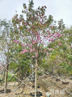 12公分紫花风铃木