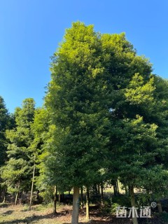 20公分金丝楠木