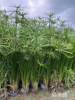 高度50厘米旱伞草