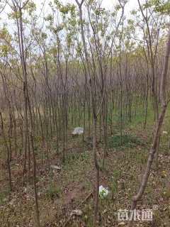 高度300厘米乌桕小苗