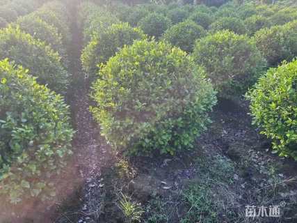 冠幅100厘米含笑球