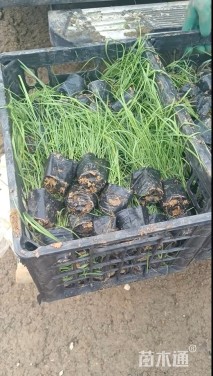 高度29厘米芦苇