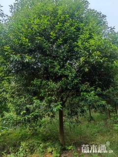 15公分大叶女贞