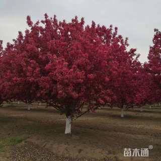 30公分绚丽海棠