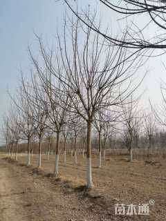 13公分金叶复叶槭