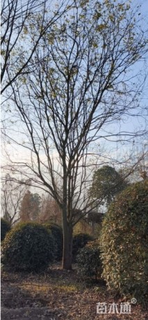 高度900厘米丛生国槐