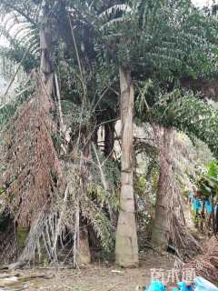 裸干高400厘米董棕