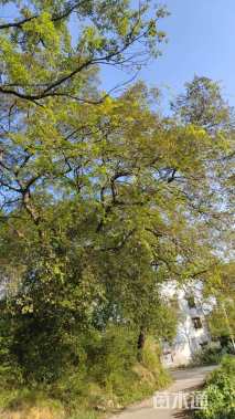 150公分朴树
