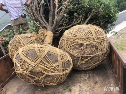 20公分小叶金桂