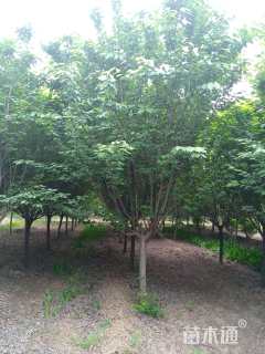 12公分日本晚樱