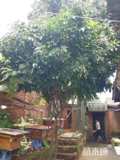 高度300厘米黄皮