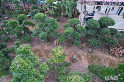 原生苗造型罗汉松