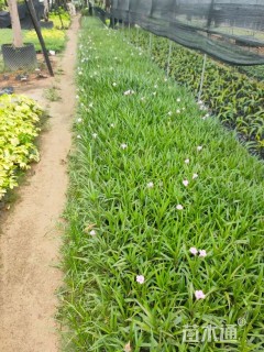 高度25厘米翠芦莉