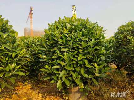 高度100厘米非洲茉莉球