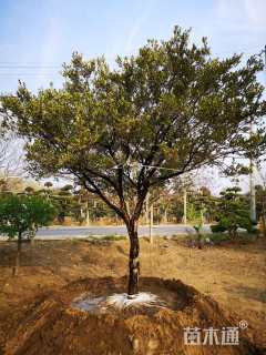 高度400厘米小叶黄杨