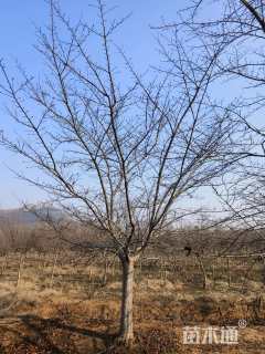 25公分染井吉野樱