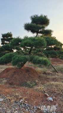 15公分造型黑松