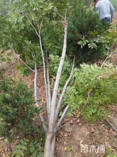 20公分黄山栾树