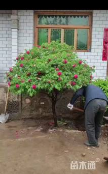 高度800厘米紫斑牡丹