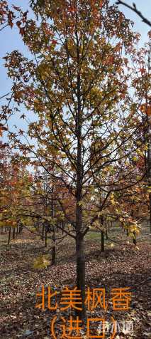 14公分北美枫香