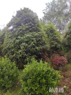 高度3500厘米丛生桂花