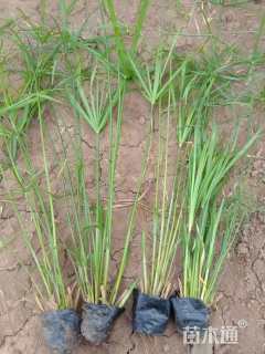高度50厘米旱伞草