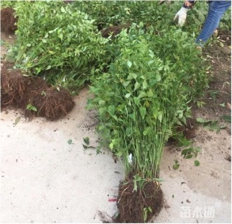 高度40厘米棣棠