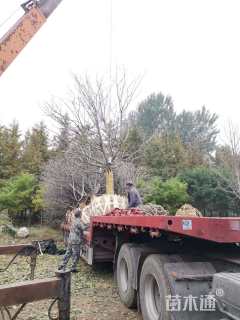 20公分染井吉野樱