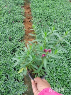 高度25厘米香彩雀