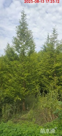 17公分水杉