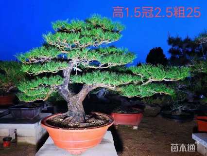 高度2000厘米黑松