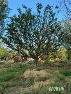 25公分造型朴树