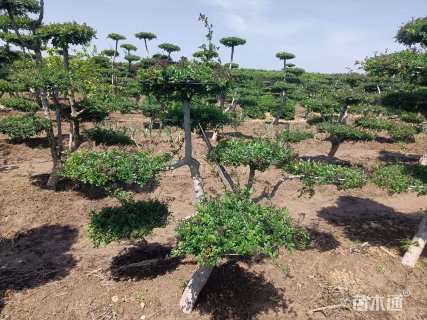 8公分造型对节白蜡