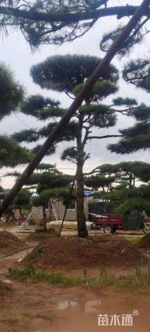 20公分造型黑松