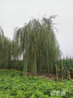 20公分金丝垂柳