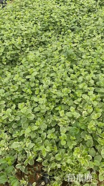 高度60厘米花叶蔓长春