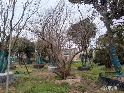 高度600厘米丛生石榴