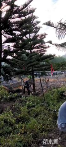 12公分南洋杉