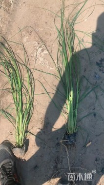 高度60厘米芦苇