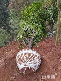 高度200厘米茶花