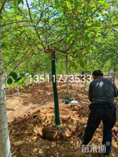 10公分垂枝樱花