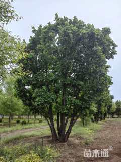 高度600厘米丛生蒙古栎