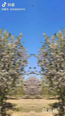 高度600厘米丛生西府海棠