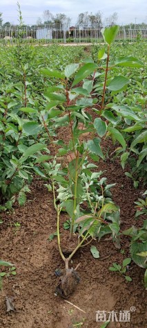 高度60厘米红瑞木
