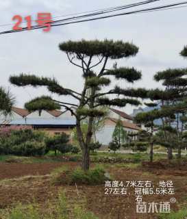 25公分造型黑松