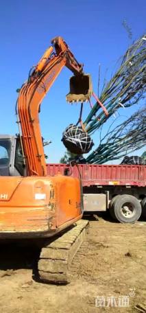 60公分丛生朴树