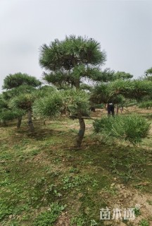 高度800厘米黑松