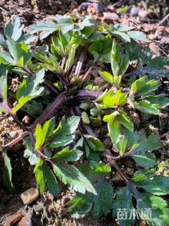 高度15厘米桧林毛茛