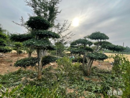 30公分造型对节白蜡